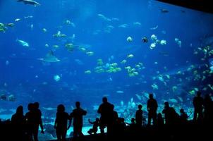 silhouette di persone nel grande acquario foto