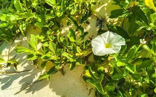 bianca giallo mattina gloria capre piede strisciante spiaggia fiore Messico. foto