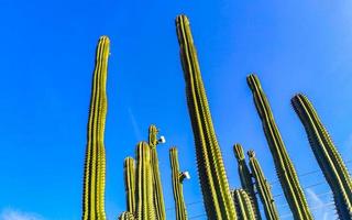 tropicale cactus cactus impianti naturale giungla puerto escondido Messico. foto