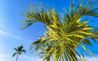 tropicale naturale palma albero noci di cocco blu cielo nel Messico. foto