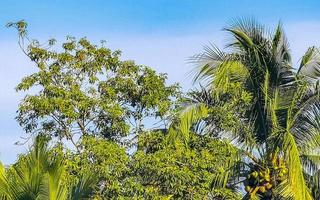 tropicale naturale palma albero noci di cocco blu cielo nel Messico. foto