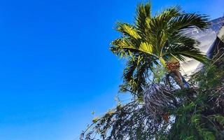 tropicale naturale palma albero palma date blu cielo Messico. foto