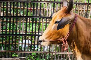 ritratto laterale di una mucca in una fattoria foto