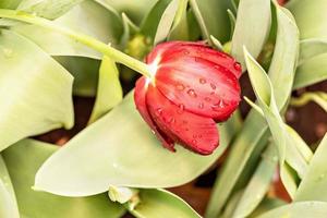 rosso tulipani fioriture nel il giardino nel aprile foto