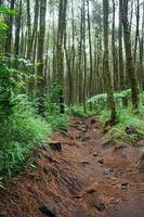 foresta sentiero, escursioni a piedi sentiero, Visualizza di strada nel pino foresta nel presto mattina. foto