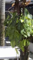 burla marx filodendro vivere simbioticamente su albero tronchi nel giardino. foto