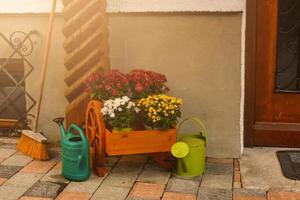 luminosa composizione di crisantemi nel un autunno giardino. foto