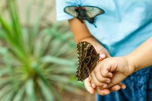 farfalla su mano nel giungla il bellezza di natura foto