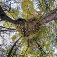 vista aerea astratta sferica nella foresta con rami goffi in autunno dorato. minuscolo pianeta trasformazione del panorama sferico a 360 gradi. curvatura dello spazio. foto