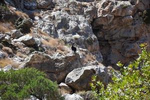 Grecia kato zakros nero capra nel il roccioso montagna foto