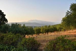 cretese Grecia selvaggio oliva alberi foto