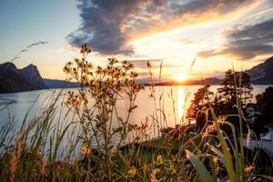 fiori nel davanti di un' lago foto