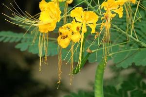 il giallo pavone fiori. foto