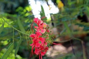 il pavone fiori. foto