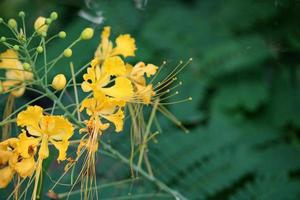 il giallo pavone fiori. foto