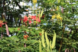 il Caesalpinia pulcherrima baccelli. foto