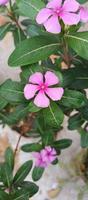 catharanthus roseus dara fiore con mattina rugiada goccioline foto