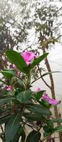 catharanthus roseus dara fiore con mattina rugiada goccioline foto