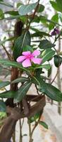 catharanthus roseus dara fiore con mattina rugiada goccioline foto