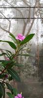 catharanthus roseus dara fiore con mattina rugiada goccioline foto