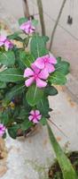 catharanthus roseus dara fiore con mattina rugiada goccioline foto