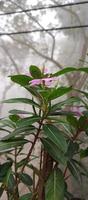 catharanthus roseus dara fiore con mattina rugiada goccioline foto