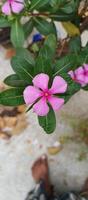 catharanthus roseus dara fiore con mattina rugiada goccioline foto