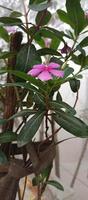 catharanthus roseus dara fiore con mattina rugiada goccioline foto