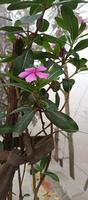 catharanthus roseus dara fiore con mattina rugiada goccioline foto