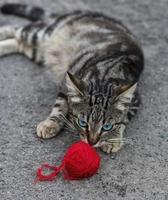 grau gatto e rosso palla foto