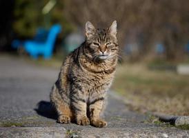 ritratto di un adulto grigio strada gatto foto