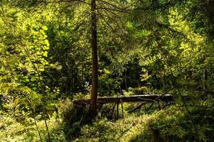 un' caduto albero è in putrefazione nel il mezzo di il foresta foto