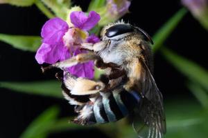 avvicinamento blu banded ape impollinazione su viola fiore foto