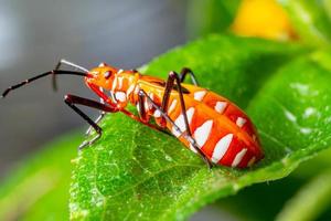 avvicinamento cotone coloranti insetto su un' verde foglia foto