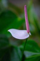 avvicinamento di fenicottero fiore foto