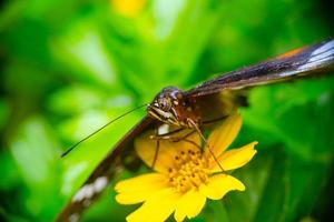 Marrone farfalla su fiorire giallo fiore foto