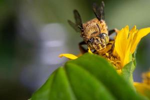 avvicinamento blu banded ape impollinazione su fiorire giallo fiore foto