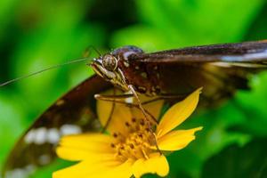 Marrone farfalla su fiorire giallo fiore foto