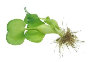 fresco acqua giacinto, eichhornia crassipes isolato foto
