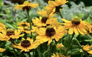 rudbeckia amarillo oro nel un' giardino foto