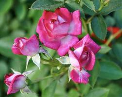 rosa Magia giostra foto