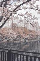 sakura ciliegia fiorire nel primavera foto