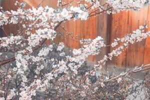 un' mazzo di rosa sakura ciliegia fiorire nel primavera foto