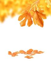 autunno le foglie concetto foto