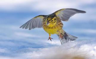 maschio zigolo giallo - emberiza citrinella - volante giù per neve con diffuso Ali e gambe foto