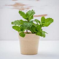pianta di menta in vaso foto