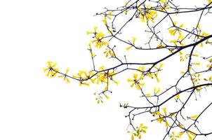 bellissimo fioritura giallo d'oro fiori isolato su bianca sfondo foto