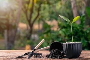 concetto di piantare un albero dell'amore foto