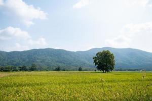 il paesaggio di verdi risaie con montagne a chiang rai, thailandia foto