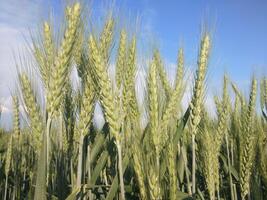 campo di grano verde e cielo blu foto